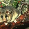 burramys parvus