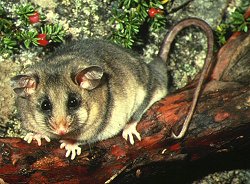 burramys parvus