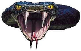 a cobra