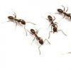 ants