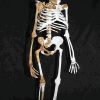 australopithecus sediba