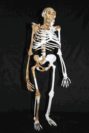 australopithecus sediba