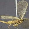 austromerope
