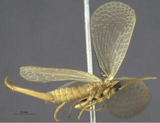 austromerope