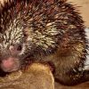 coendou speratus