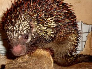 coendou speratus