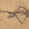langobardidsaurus