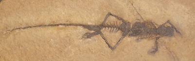 langobardidsaurus