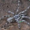 poecilotheria rajaei