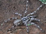 poecilotheria rajaei