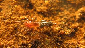 Rowlandius potiguar