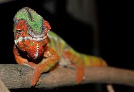 a kameleon