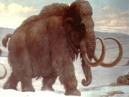 mammut