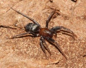 micaria-sociabilis