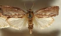 viaszmolylepke