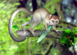 archicebus