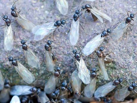 flyingAnts