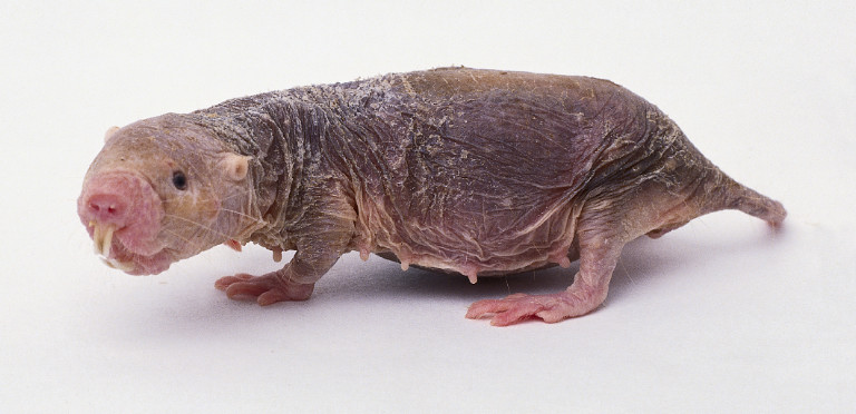 heterocephalus