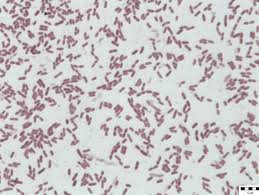 pseudomonas prosekii