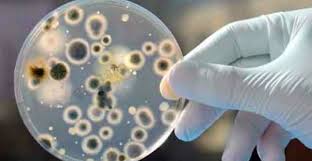 a clostridium