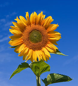 260px-Sunflower sky backdrop