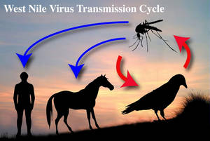 http://www.equus.hu/uploads/RTEmagicC_westnilecircle.jpg.jpg