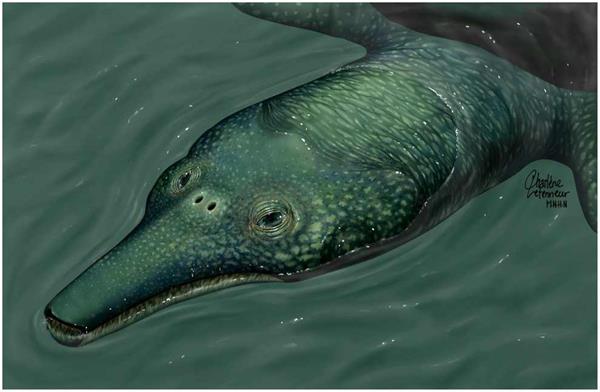 asuction-turtle-restoration-990x647