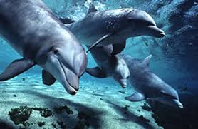 dolphins3