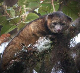 olinguito2