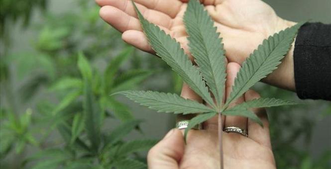 http://media.townhall.com/townhall/reu/ha/2013/107/2013-04-17T235951Z_1_CBRE93G1UNT00_RTROPTP_3_USA-MARIJUANA-WASHINGTON.JPG