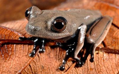 FROG 2690822b