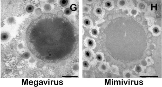 Mimivirus