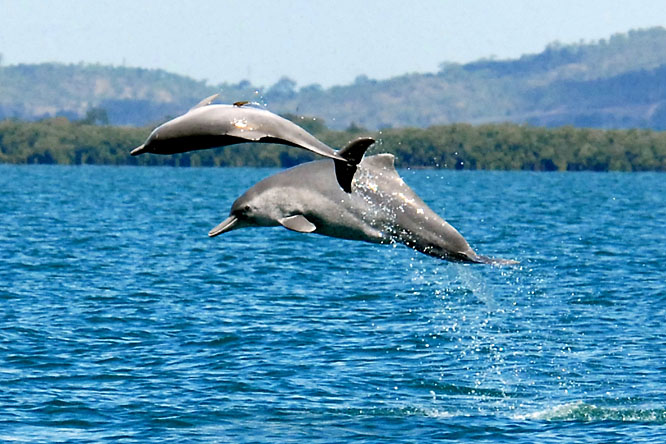 20131031-delfin-ausztralia