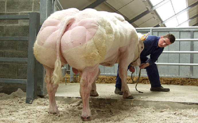 Belgian-Blue-huge-bulls