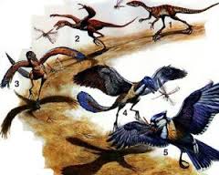 birds