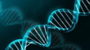 dna4