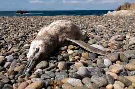 dead pnguin