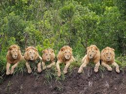 lions