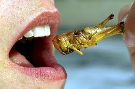 insecteves