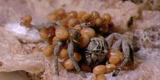 Stegodyphus lineatus
