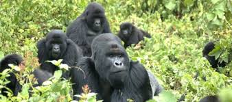 gorilla beringei