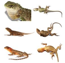 lizards