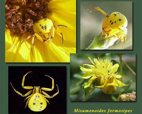 misumenoides formosipes