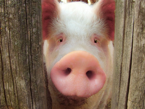 sad-pig