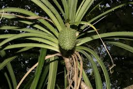 Pandanus candelabrum