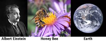 beeintein