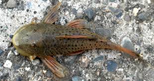 chaetostoma microps
