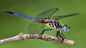 insects