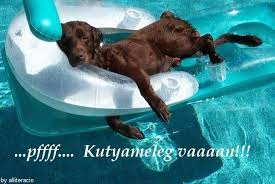 kutyameleg