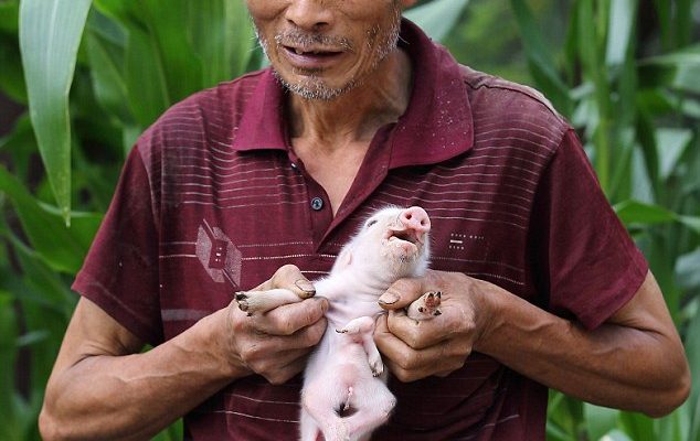 a chinese farmer01